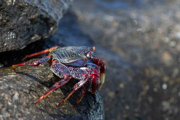 red crab