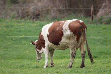 Naklejka na ściany i meble Vache montbéliarde dans son pré - vache laitière et à viande marron et blanc
