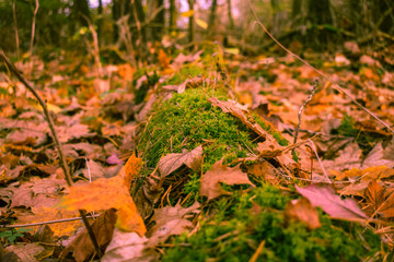 Moosbedeckter Waldboden mit herbstlichem Laub – Natur im Herbst