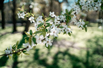 branch of a tree in spring
