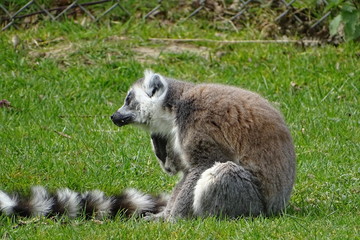 Naklejka na ściany i meble Ring tailed lemurs at the zoo