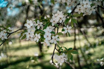 flowers of cherry tree in spring