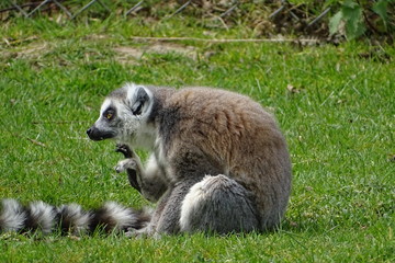 Ring tailed lemurs at the zoo