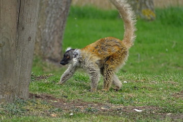 Lemur at the zoo