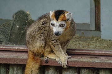 Lemur at the zoo