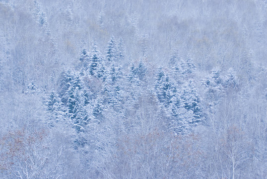 Winter Forest at Ashibetsu City in Hokkaido - 北海道芦別市・初冬の森