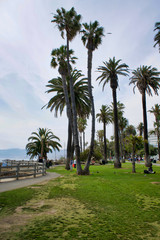 Fototapeta na wymiar LOS ANGELES, USA - MAY 21, 2018: Palms and the pier at Santa monica beach in LA. Palms and the pier at Santa monica beach in Los Angeles