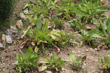 太陽の島　チチカカ湖　ボリビア