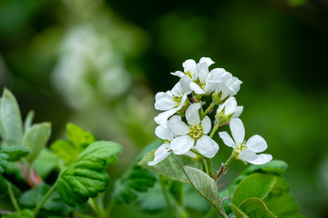 Close-up white blossoms of Amelanchier canadensis, serviceberry, shadberry or Juneberry tree on green blurred background. Selective focus. Nature concept for natural design