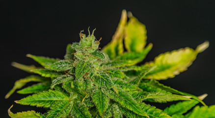 Afghan kush special variety of marijuana flower with black background