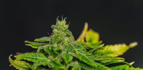Afghan kush special variety of marijuana flower with black background