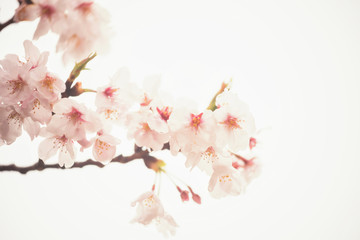 cherry blossom or sakura isolated on white