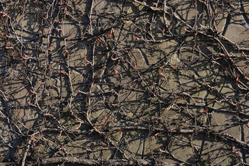 stone wall and creeping dry plant