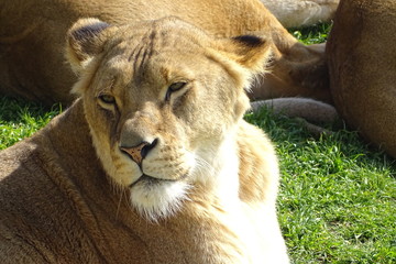 Lions at the zoo