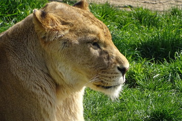 Lions at the zoo