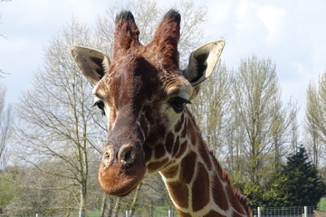 Giraffes at the zoo