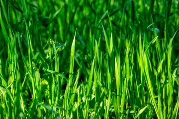 Fototapeta na wymiar fresh green grass with long leaves