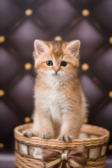 kitten scottish british cat burma munchkin animals