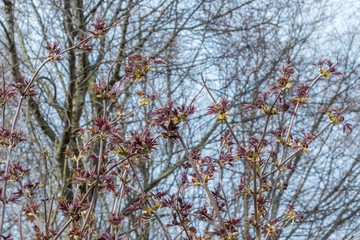 Spring trees in the forest swell and buds bloom.