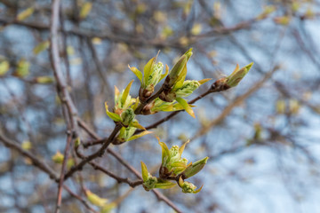 Spring trees in the forest swell and buds bloom.