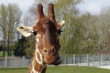 Naklejka premium Giraffes at the zoo