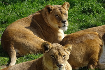 Lions at the zoo
