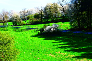 Kirschblüten am Straßenrand