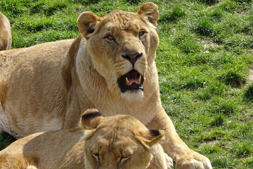 Lions at the zoo