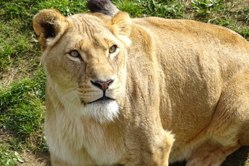 Lions at the zoo