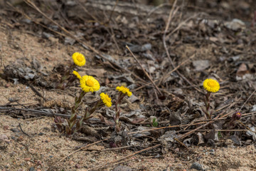 Flowers mother-and-stepmother in early spring in the fields