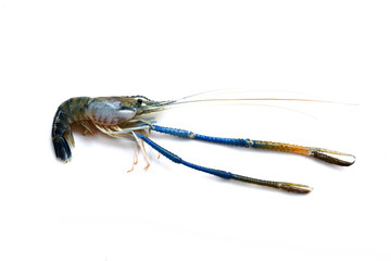 A big fresh river prawn are ready for cooking,to tom Yum Goong,on the White Blackground.