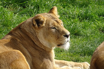 Lions at the zoo