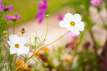 Daisy flower on nature background.Thailand.