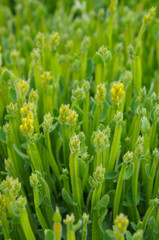 Genista sagittalis green plant vertical 