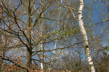  White birch next to oak against a dark blue sky