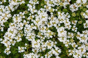 White thyme or thymus white flowers background
