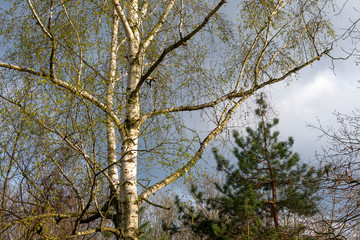 White birch next to a pine against a dark blue sky