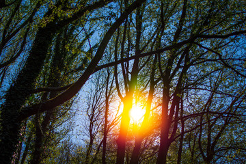 Farbspektrum durch ein Lichtleck im Wald