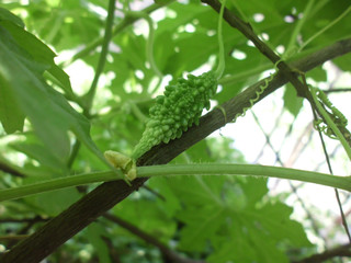 leaves and fruit of the bitter gourd. Vegetables, herbs