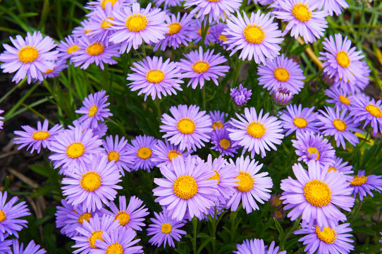 Brachyscome multifida cut-leaved daisy many purple flowers 