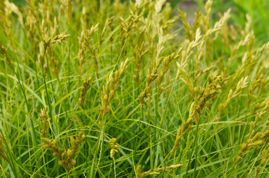 Oval sedge or carex ovalis plant