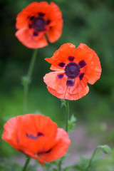 Blooming red poppies in the summer garden