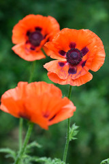 Fototapeta premium Blooming red poppies in the garden