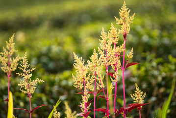 Beautiful flowers in the flower garden in the morning time.Thailand.
