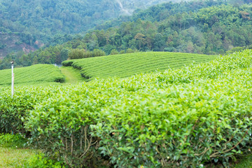Fototapeta na wymiar Landscape View at Tea Plantation in the morning on a Cloudy day.Thailand.