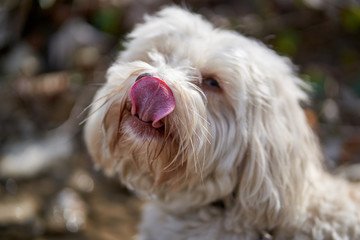 White havanese dog licks his nose with his tongue - 263708816