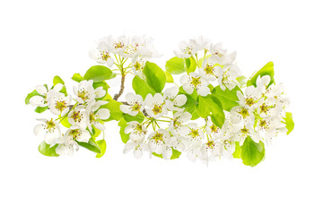 A branch of flowers with European pear (Pyrus communis) is isolated on a white background. 
