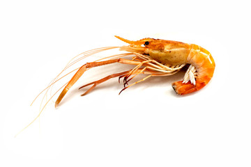 Big fresh river prawn are ready to cooking,ready to eat,on the White Blackground.