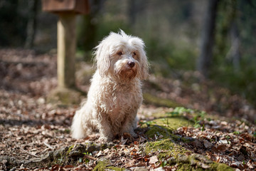 white havanese dog sitting in the forest and looking - 263708846