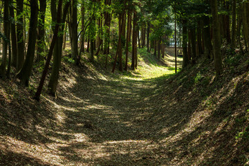 Obraz premium 公園 緑 散歩 自然